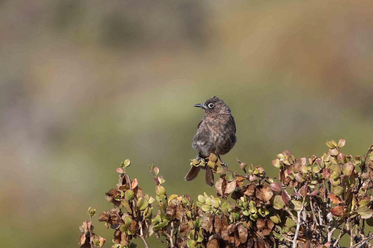 Bulbul du Cap - ML641335442