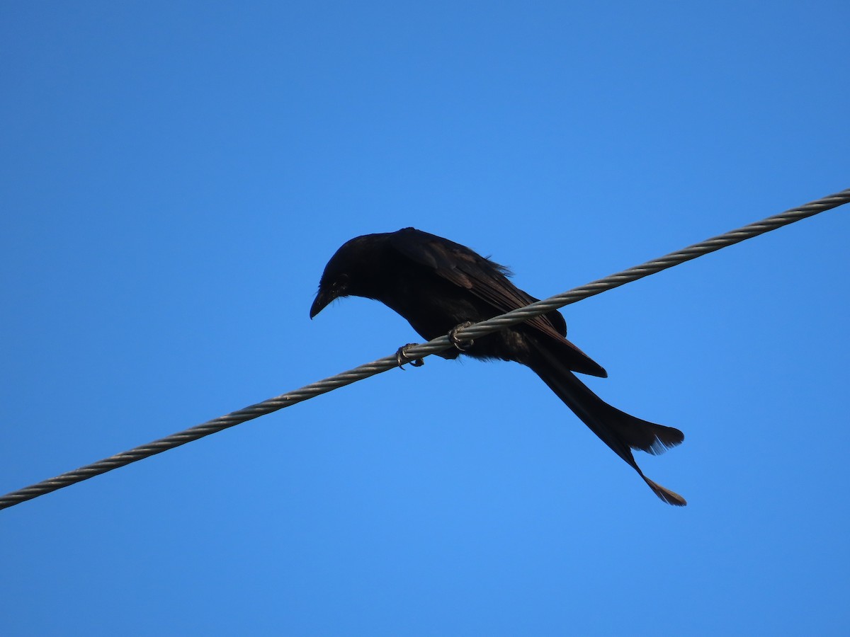 Drongo royal - ML641335445