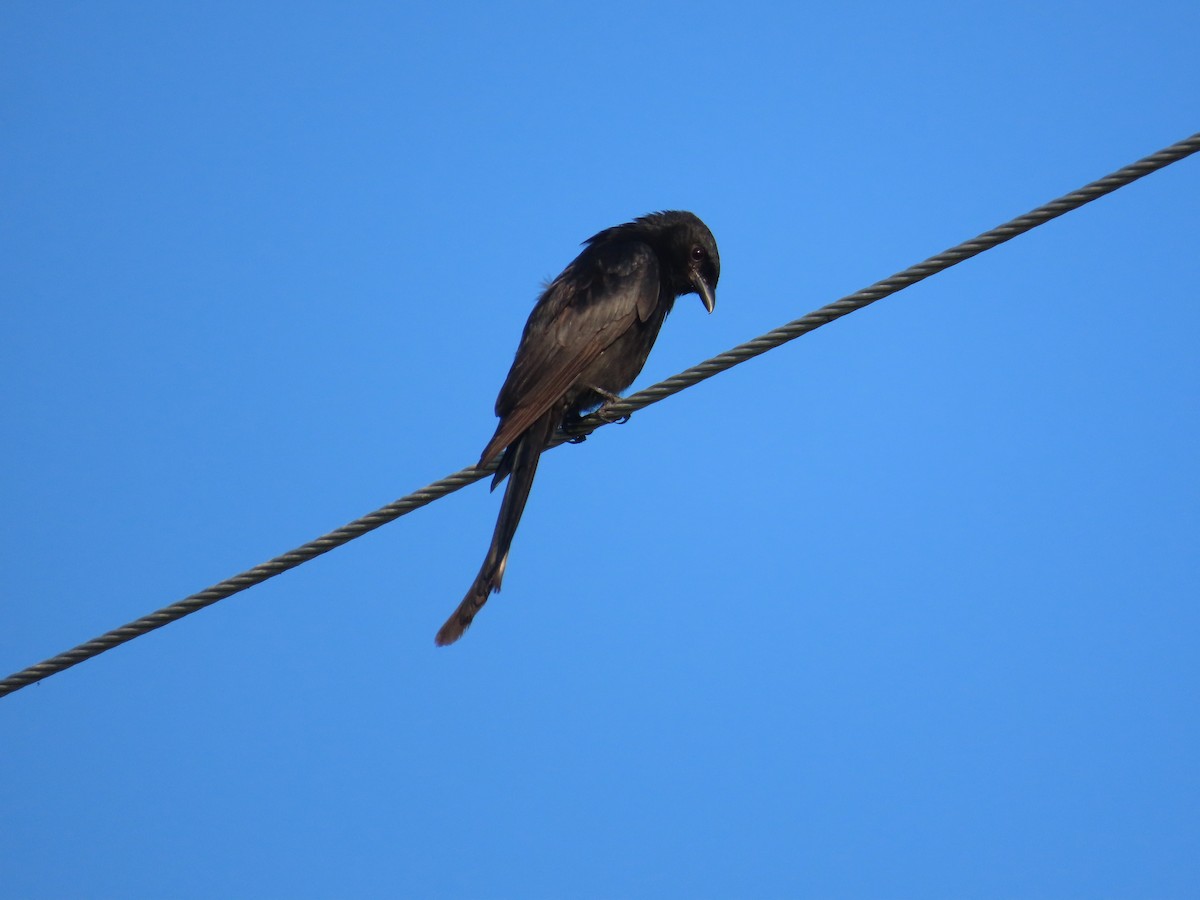 Drongo royal - ML641335447