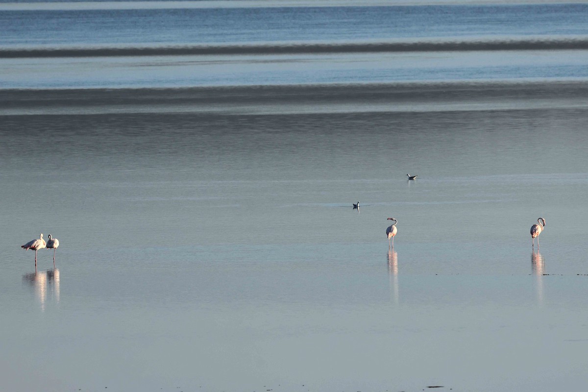 Flamant rose - ML641335460