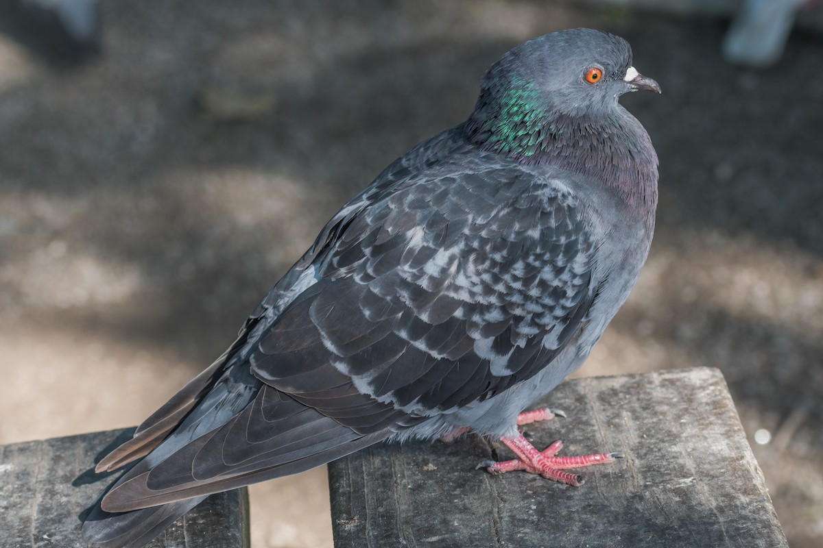 Pigeon biset (forme domestique) - ML641335465