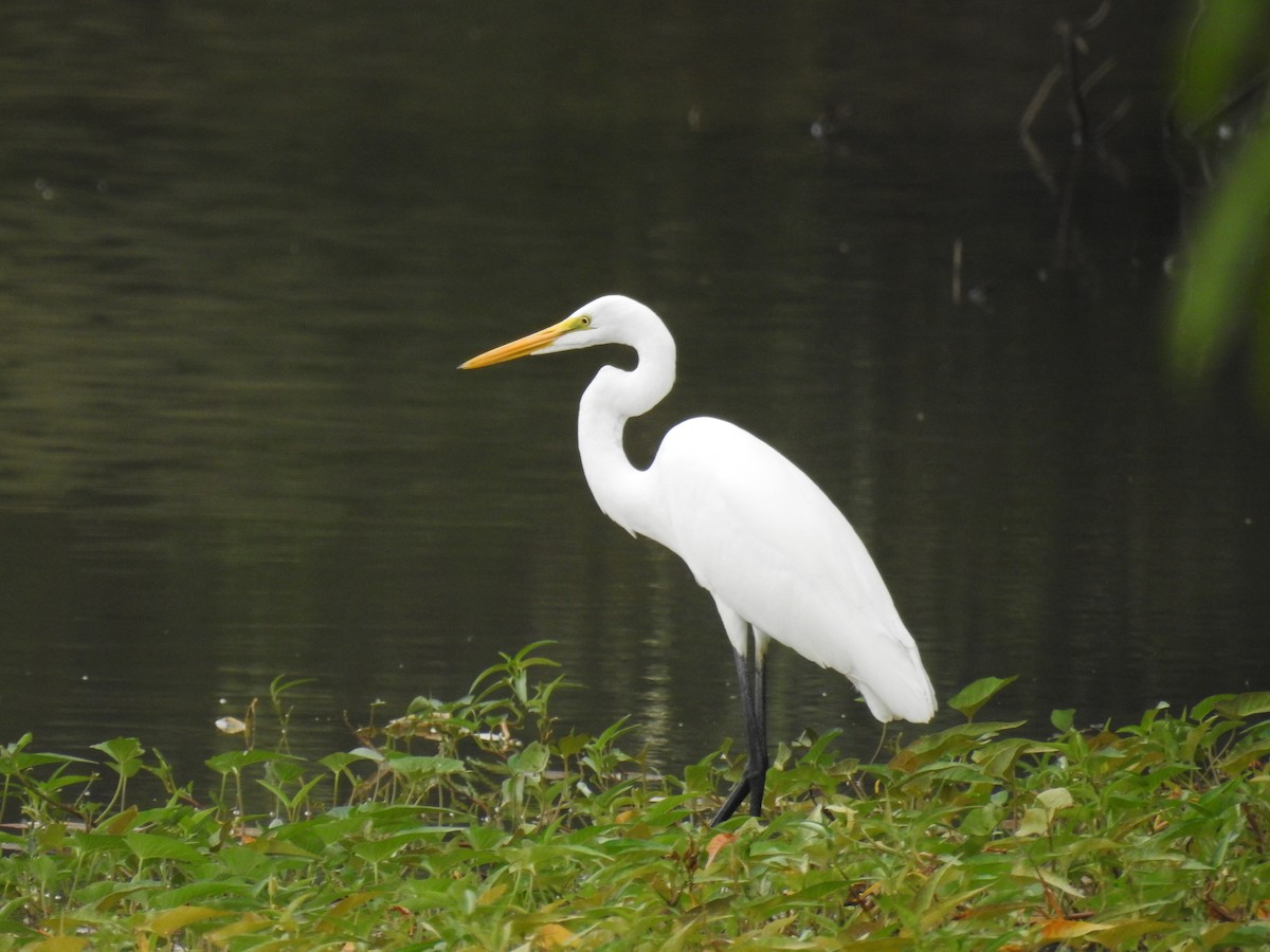 Grande Aigrette - ML641335471