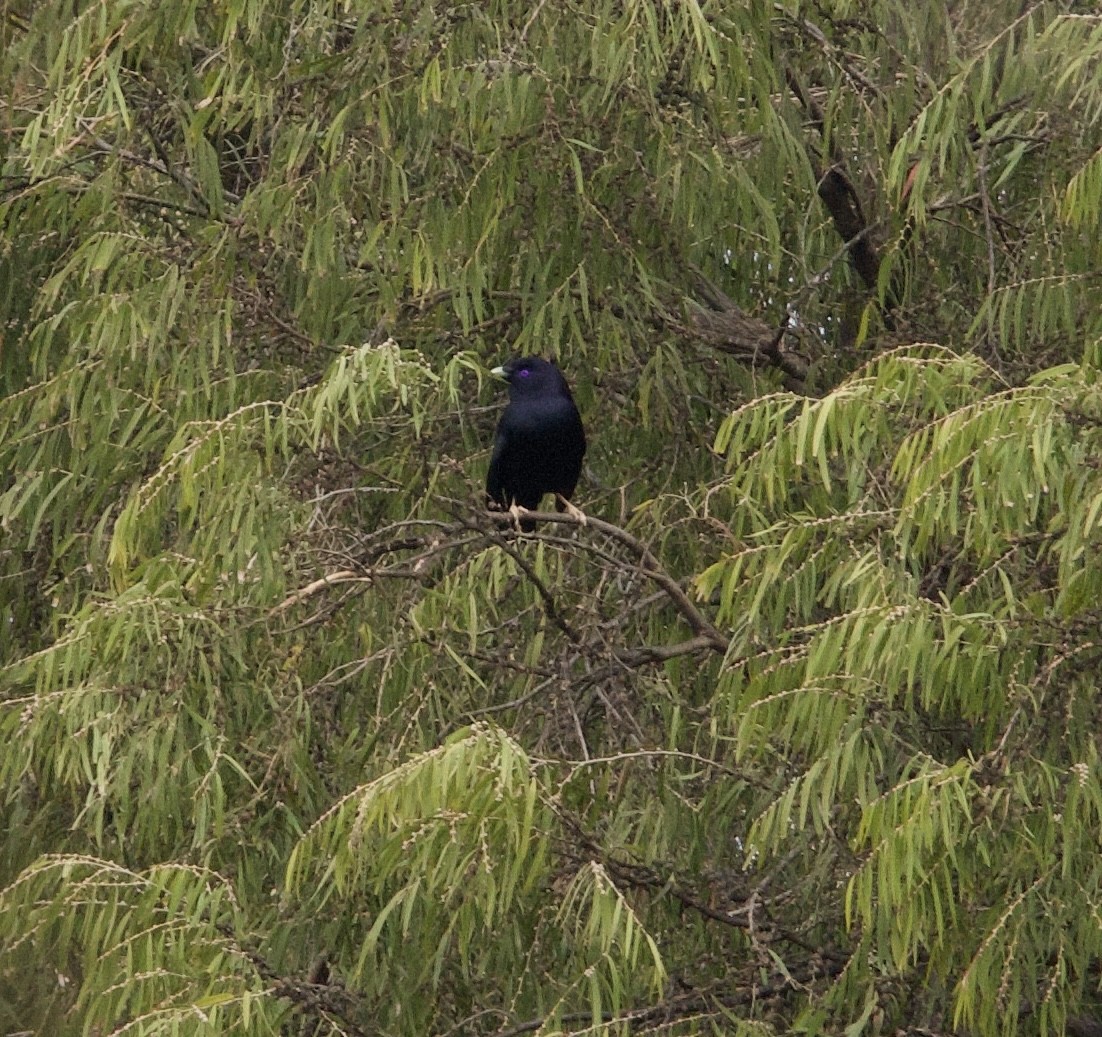 Satin Bowerbird - ML641335511
