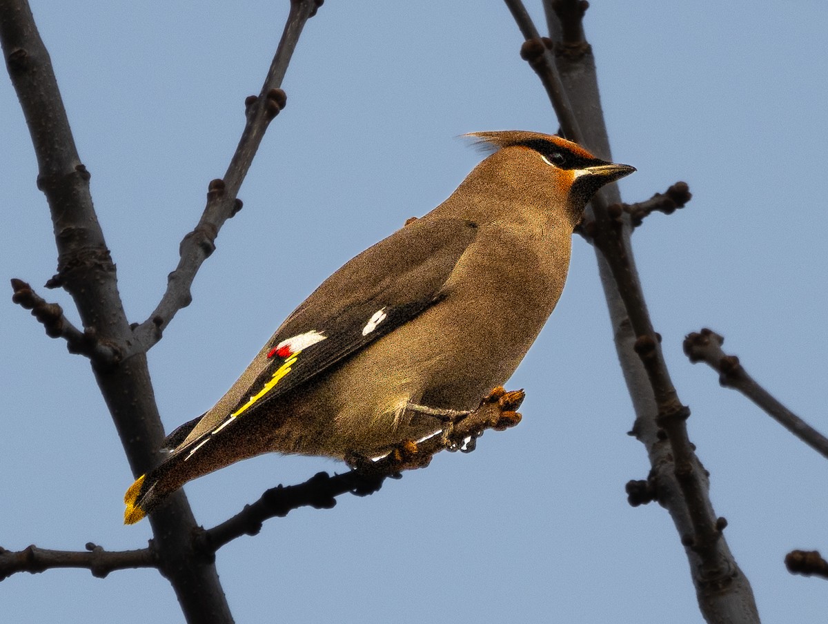 Bohemian Waxwing - ML641335540