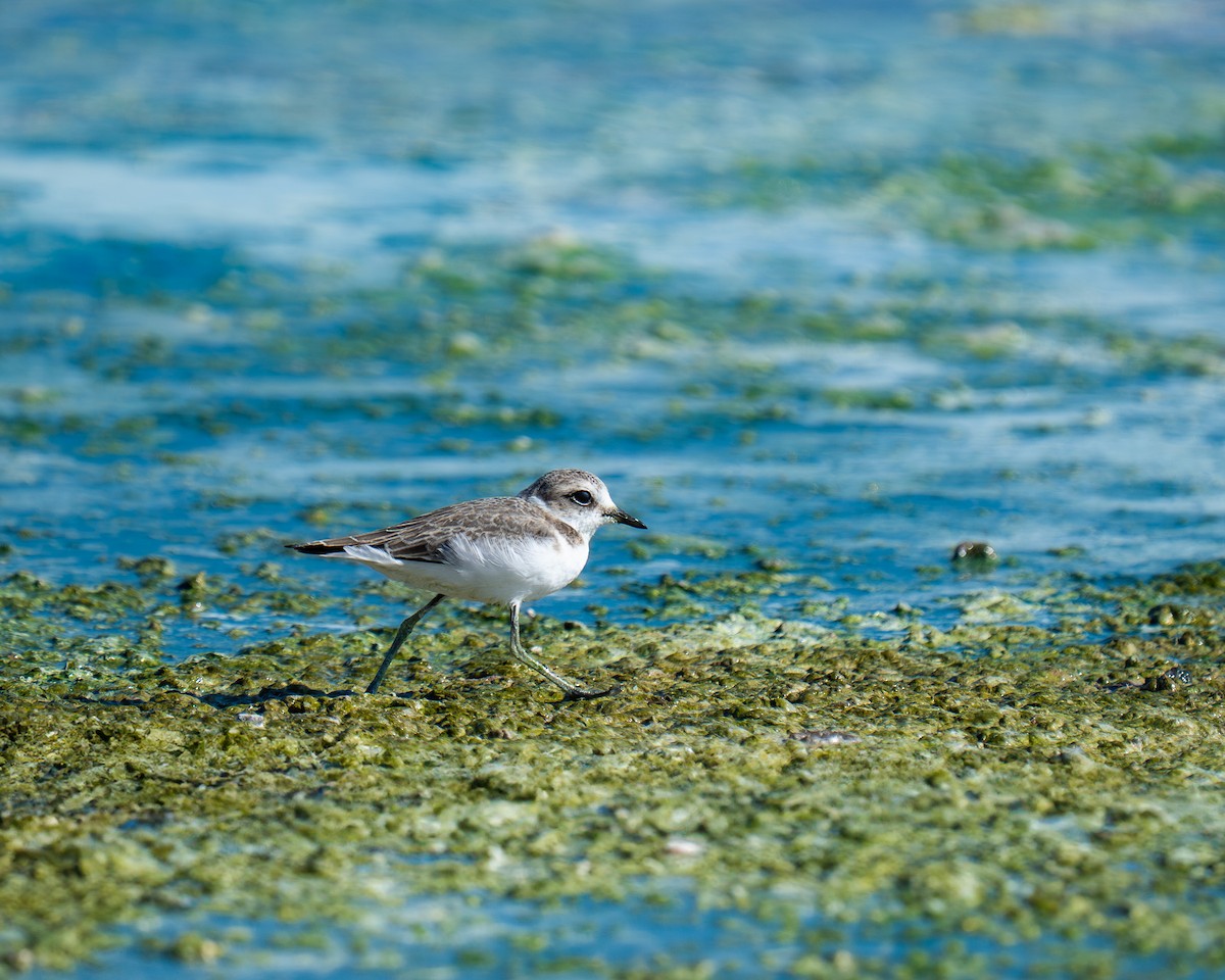 kulík mořský - ML641335545