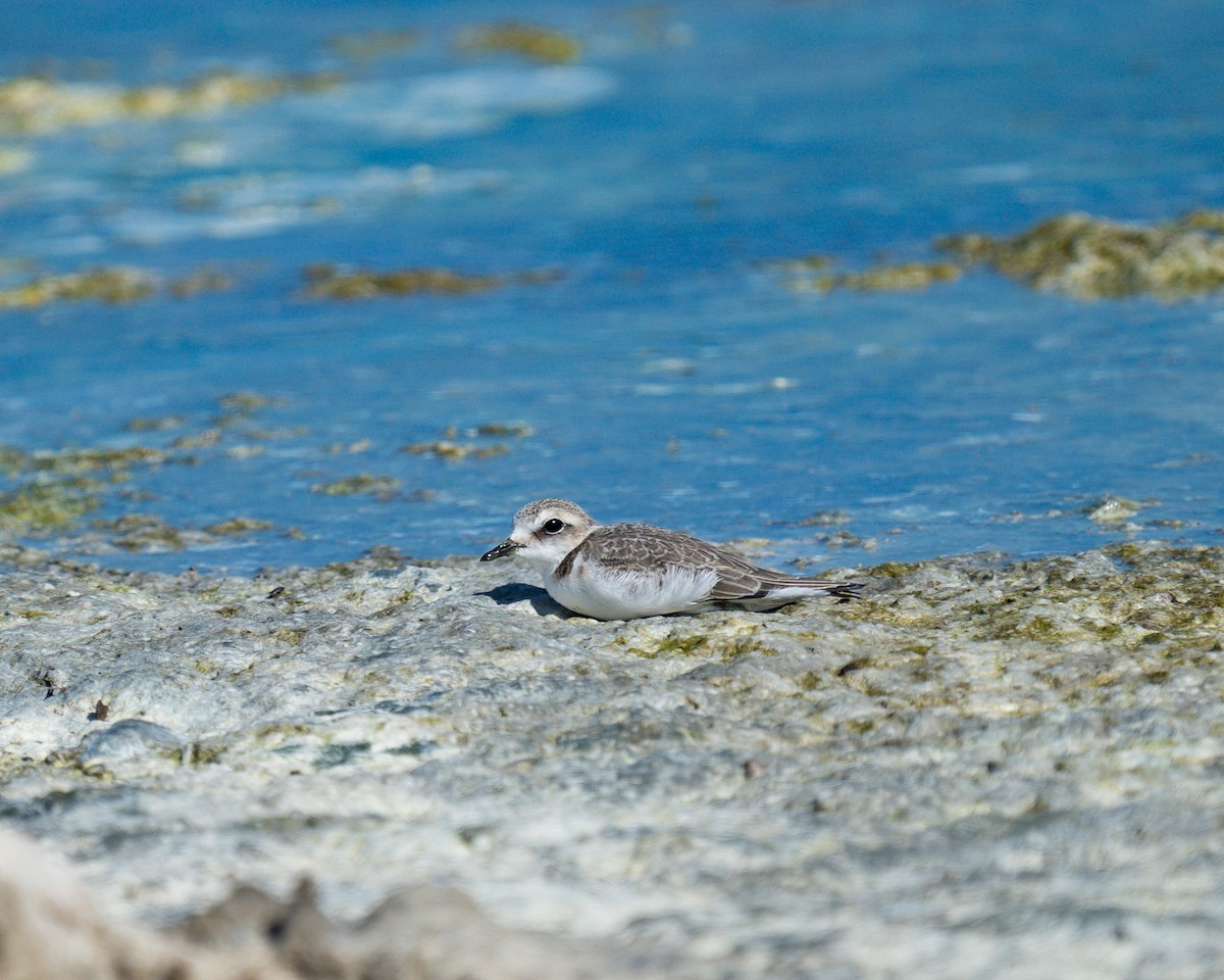 kulík mořský - ML641335551