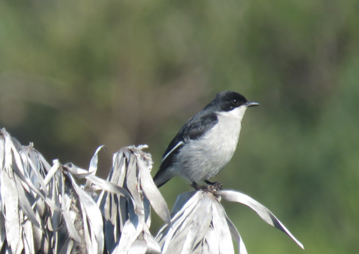 Fiscal Flycatcher - ML641335570