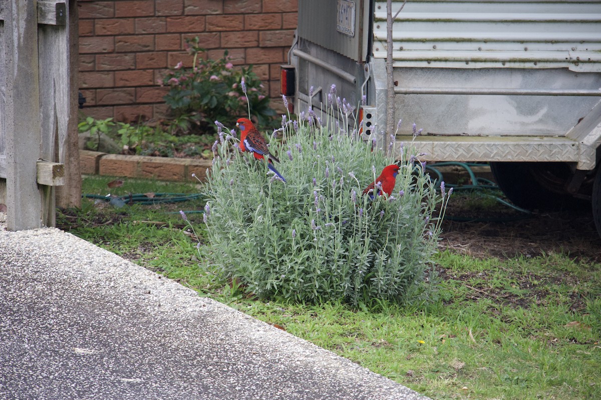 Crimson Rosella - ML641335576