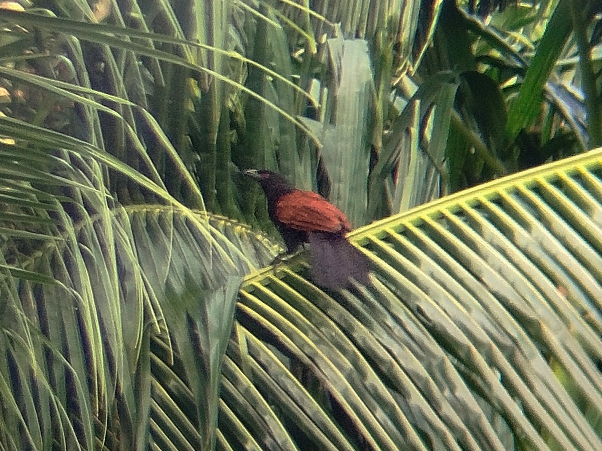Greater Coucal - ML641335600