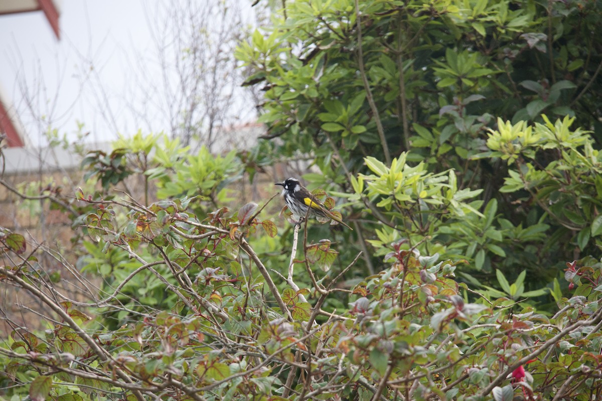 New Holland Honeyeater - ML641335623