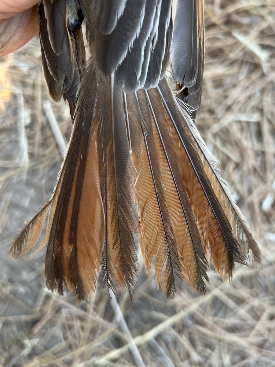 blektyrann - ML641335658