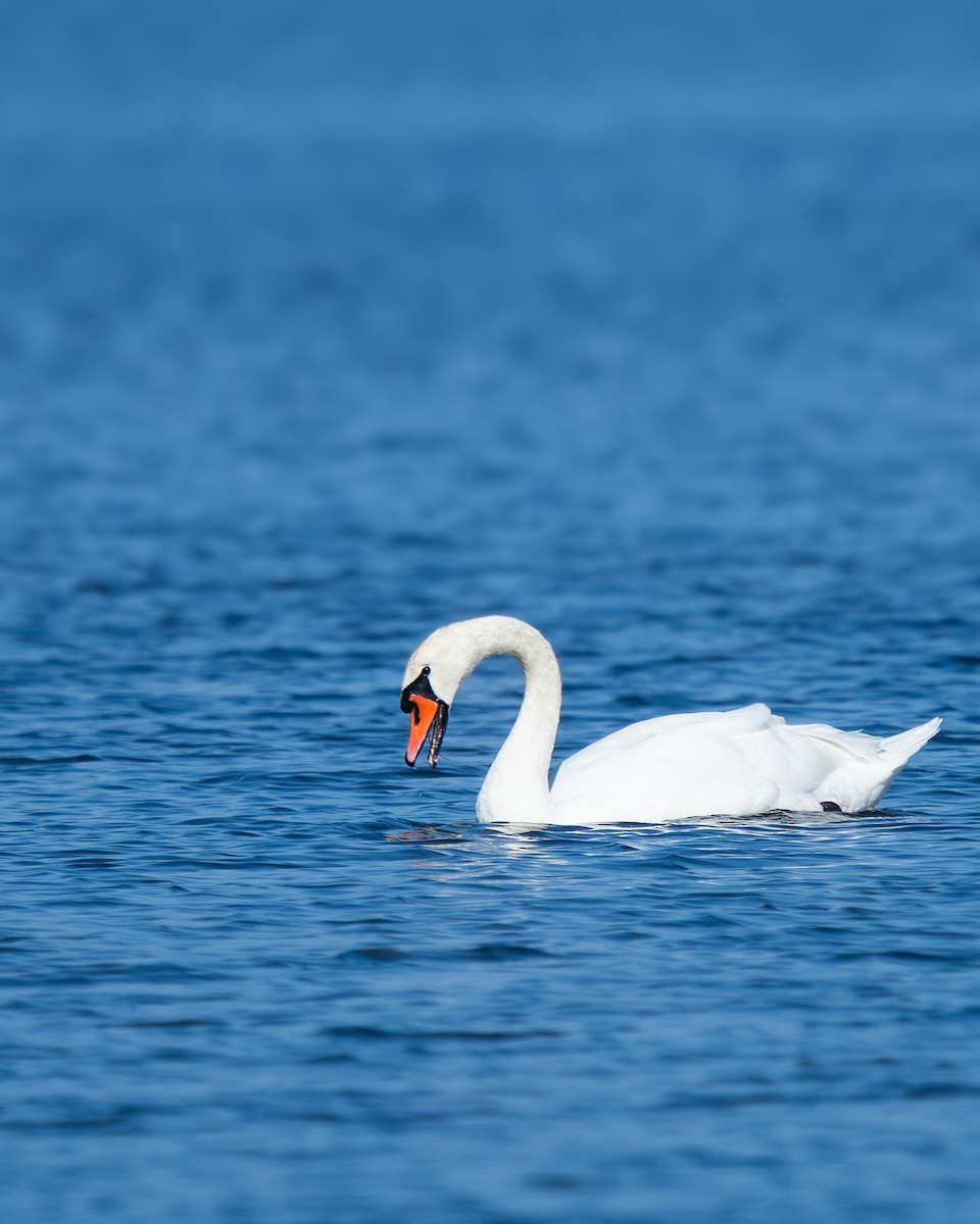 labuť velká - ML641335694