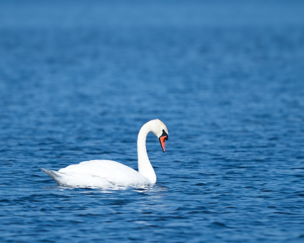 labuť velká - ML641335695