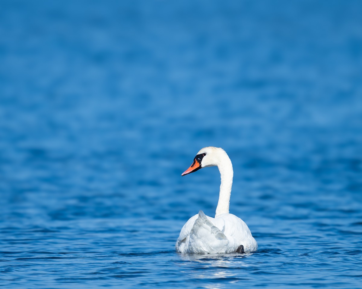 labuť velká - ML641335696