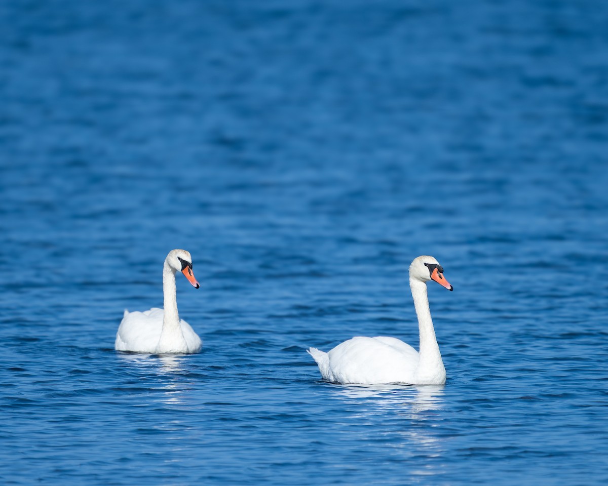 labuť velká - ML641335697