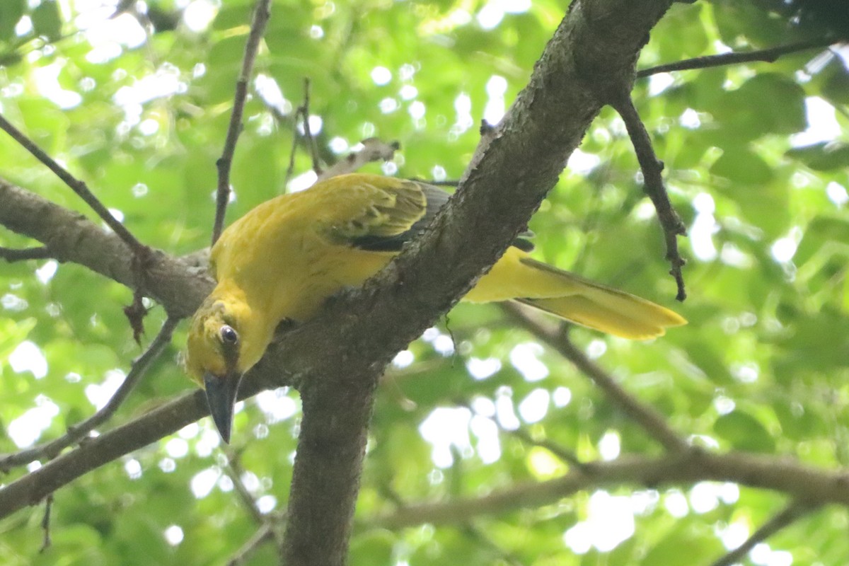 Black-naped Oriole - ML641335698