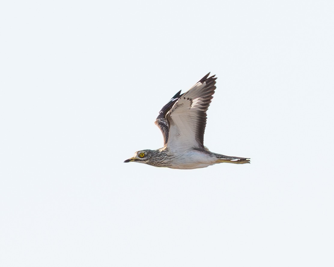 dytík úhorní - ML641335700