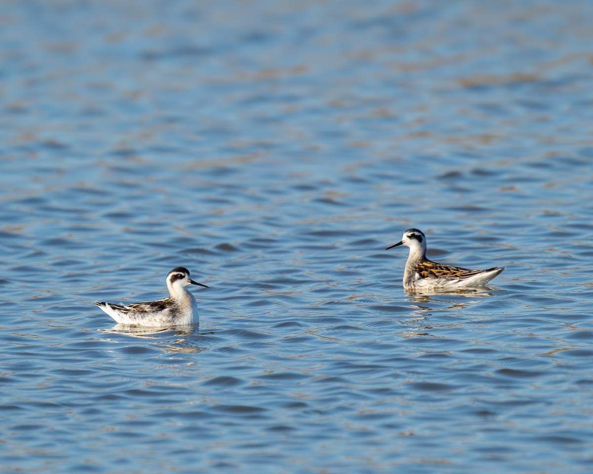 lyskonoh úzkozobý - ML641335715