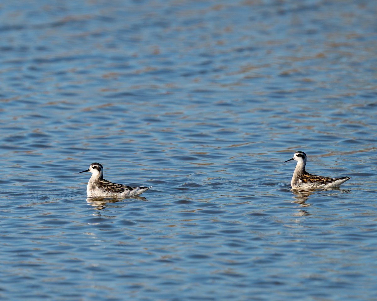 lyskonoh úzkozobý - ML641335716