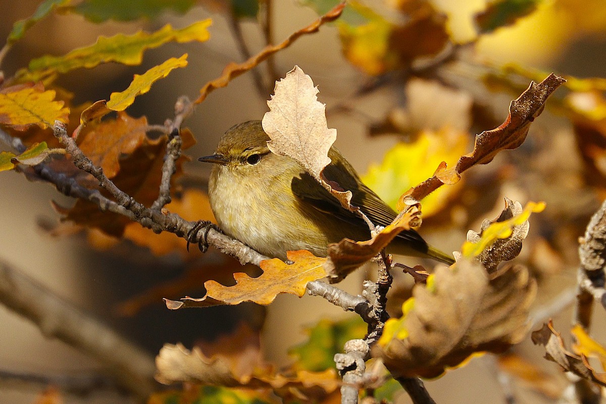 Common Chaffinch - ML641335719