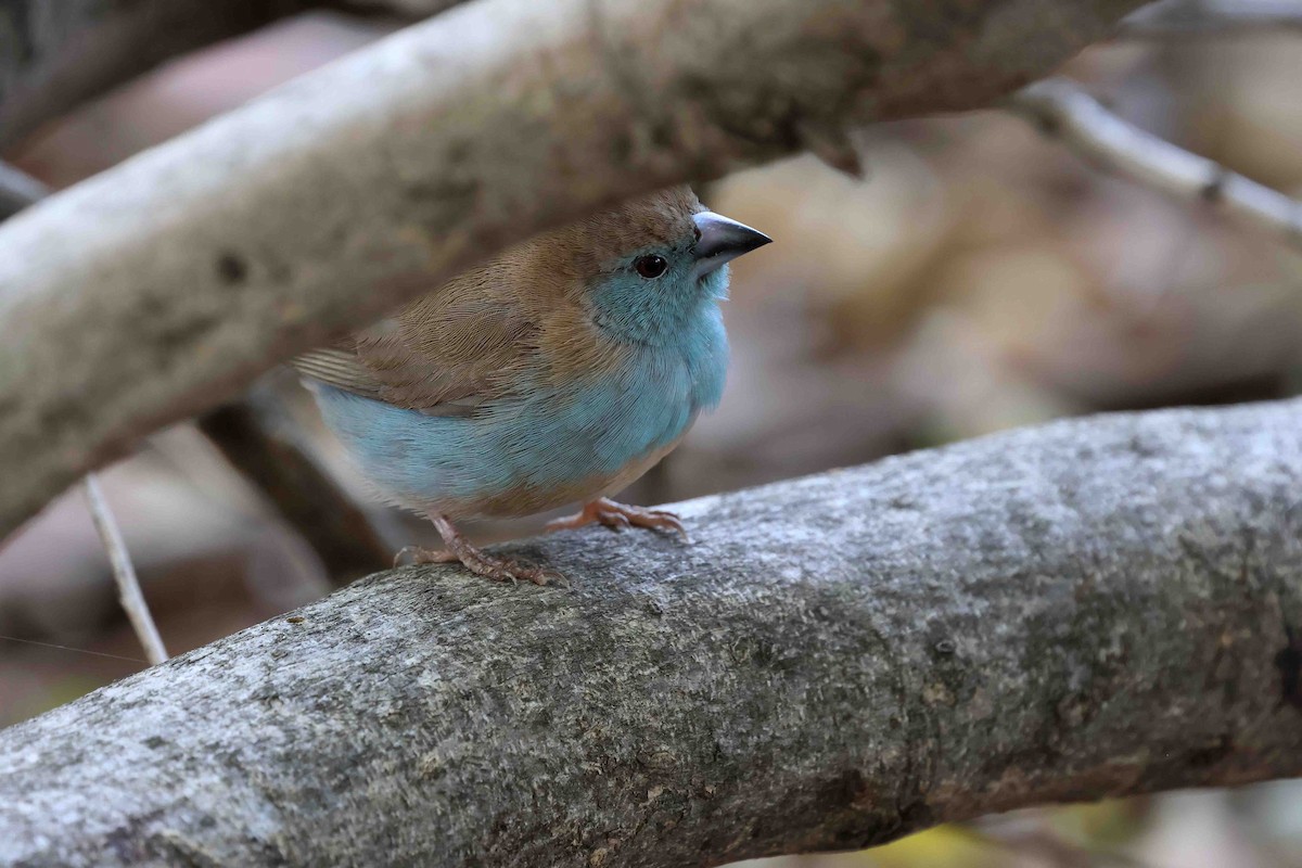 Southern Cordonbleu - ML641335732