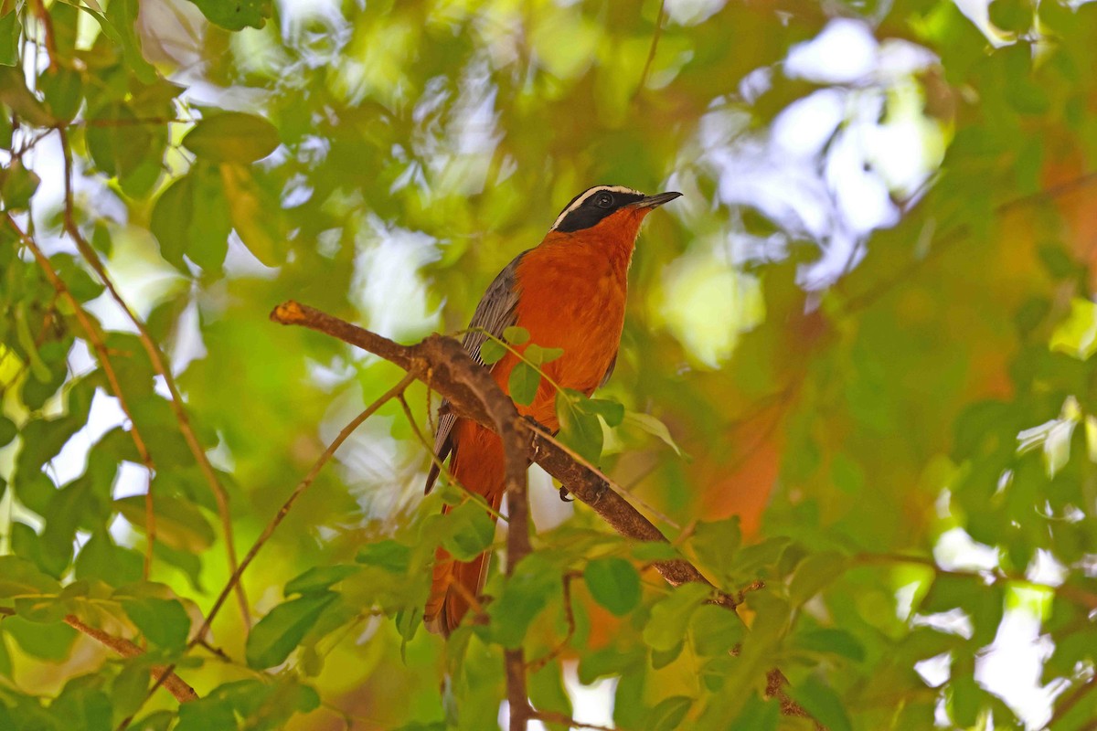 White-browed Robin-Chat - ML641335742