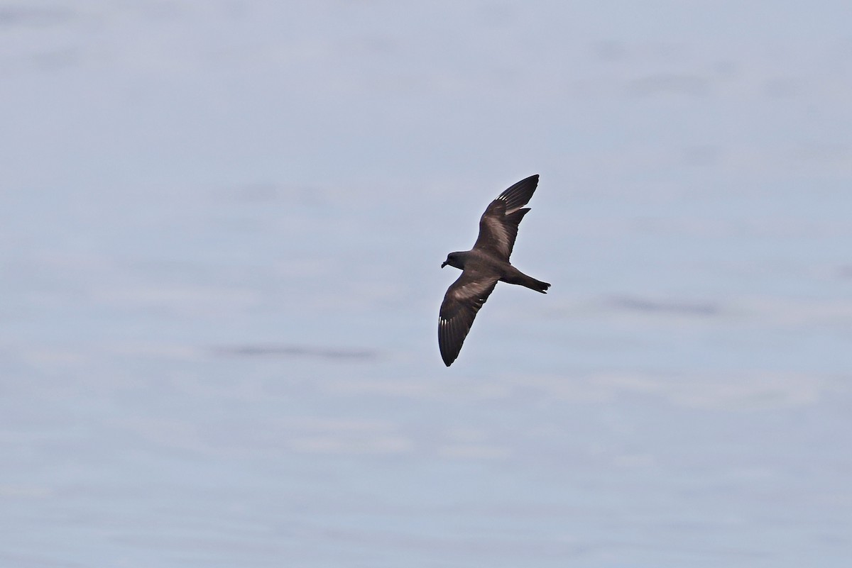Océanite de Swinhoe - ML641335745