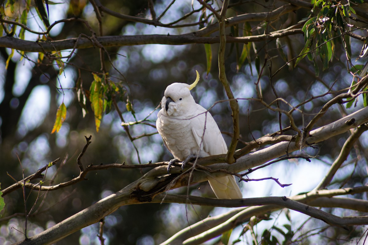 kakadu žlutočečelatý - ML641335747