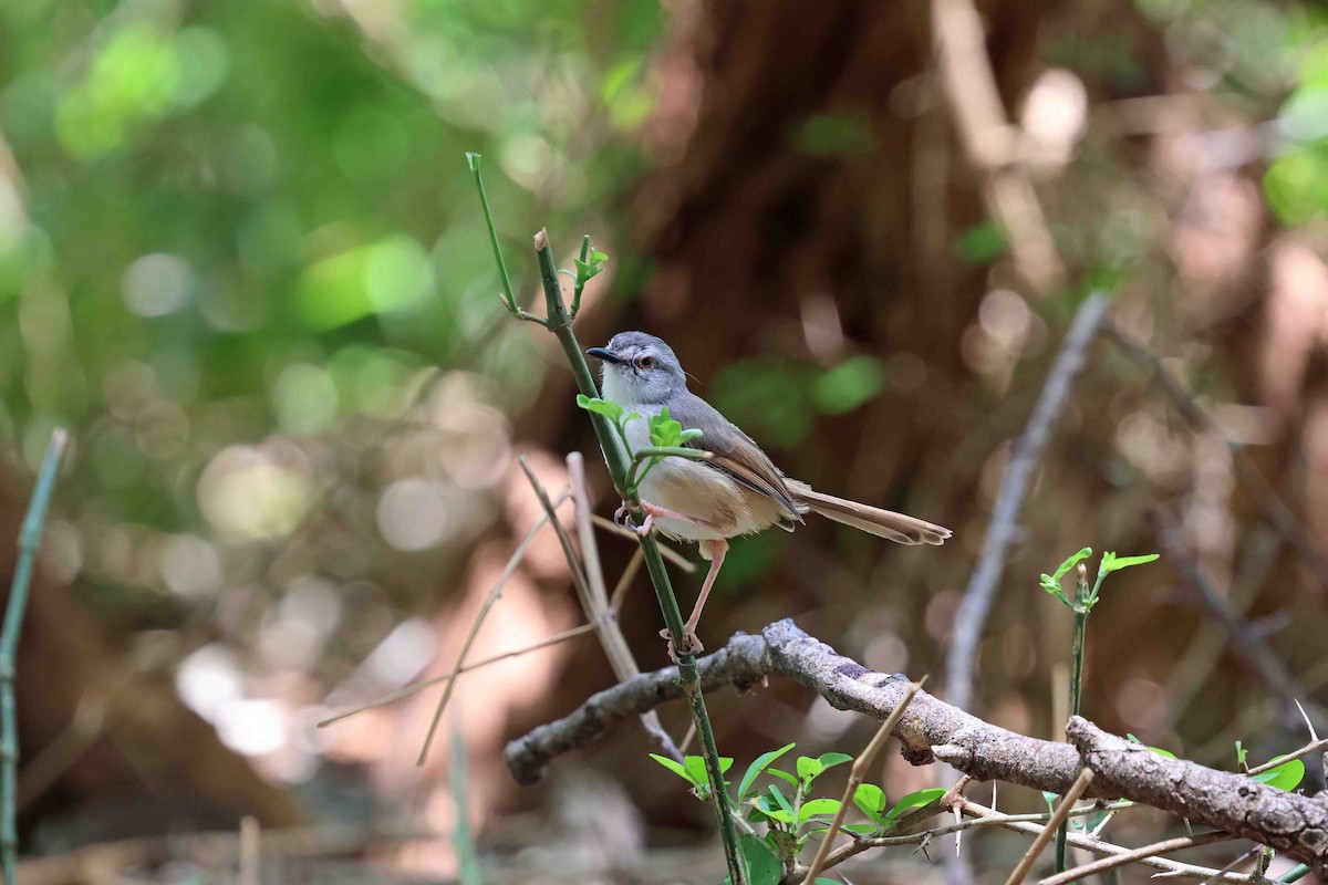 Tawny-flanked Prinia - ML641335748