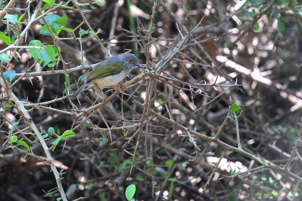 Green-backed Camaroptera - ML641335750