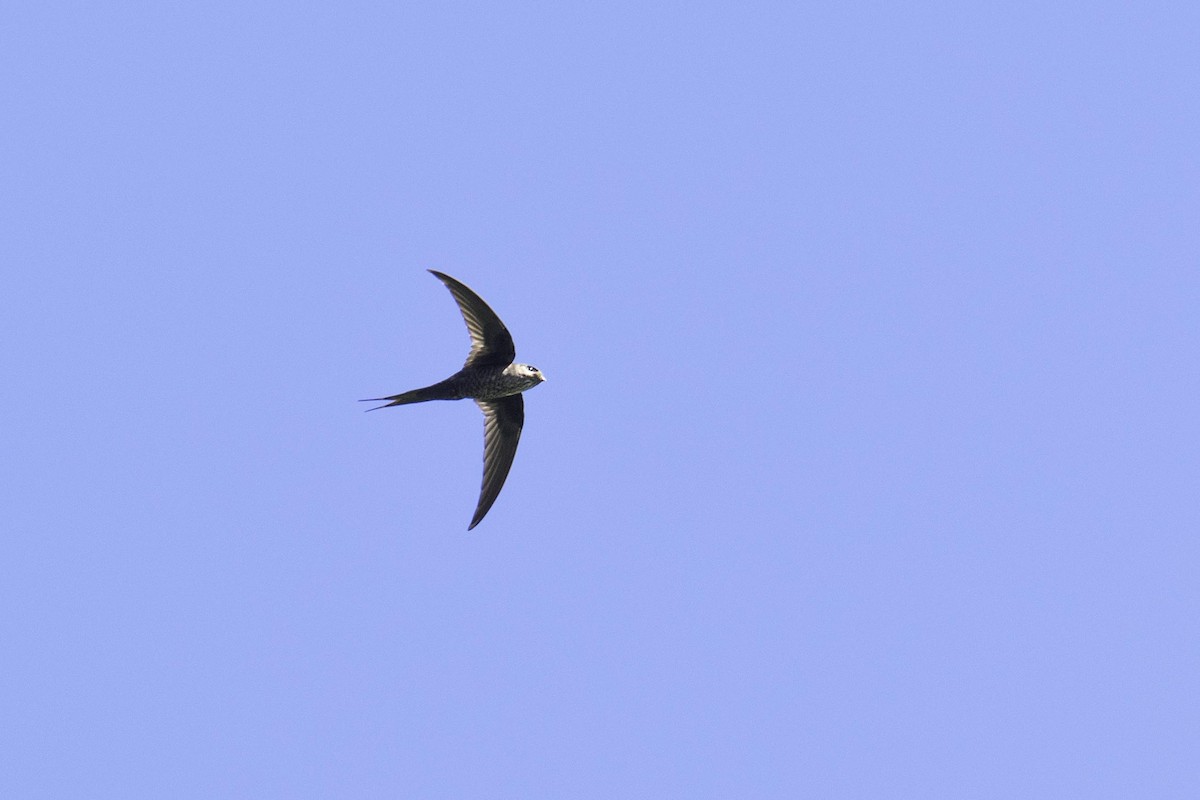 Malagasy Palm Swift - ML641335768