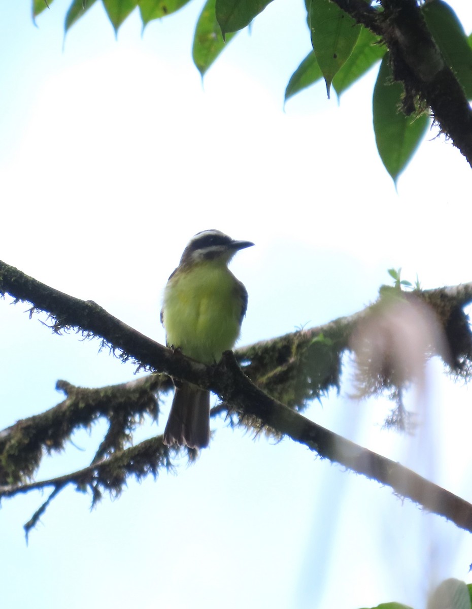 Golden-bellied Flycatcher - ML641335776