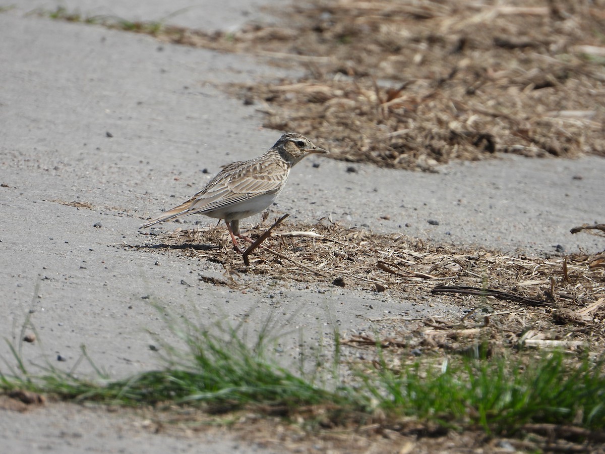Eurasian Skylark - ML641335797