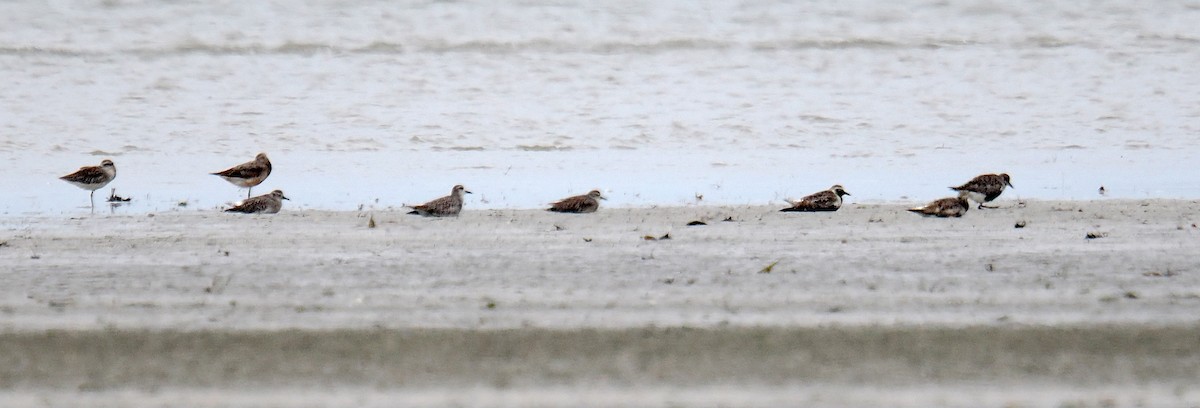 Black-bellied Plover - ML641335825