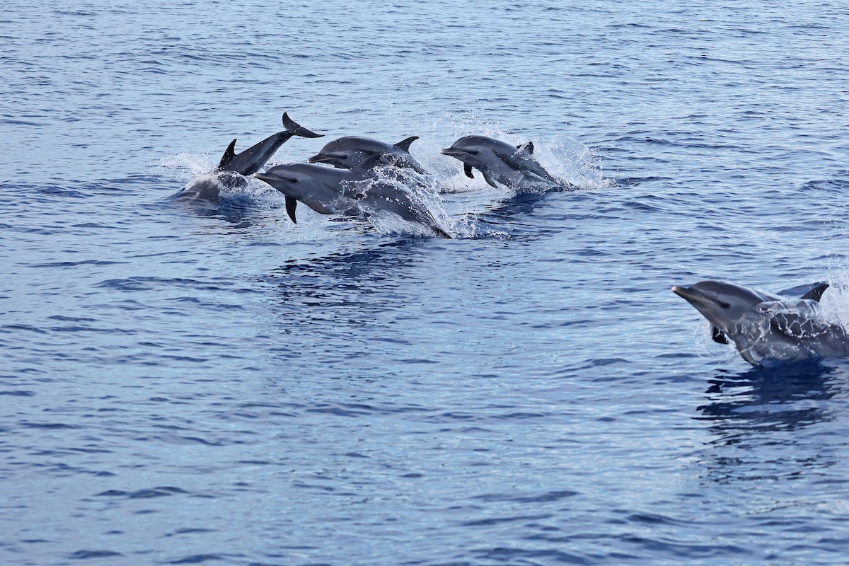 Узкорылый Дельфин - ML641335842