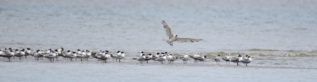 Lesser Crested Tern - ML641335843