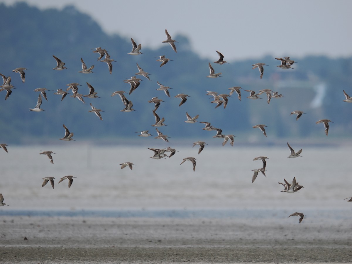 Terek Sandpiper - ML641335845