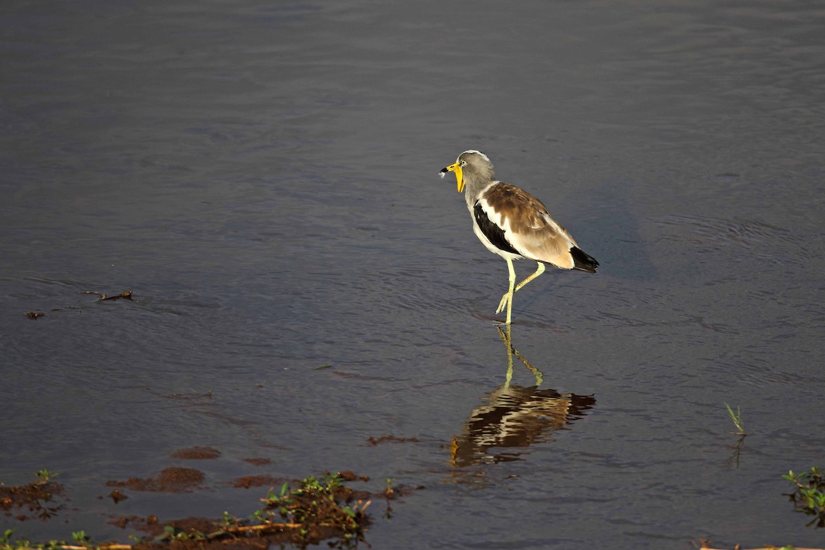 White-crowned Lapwing - ML641335846