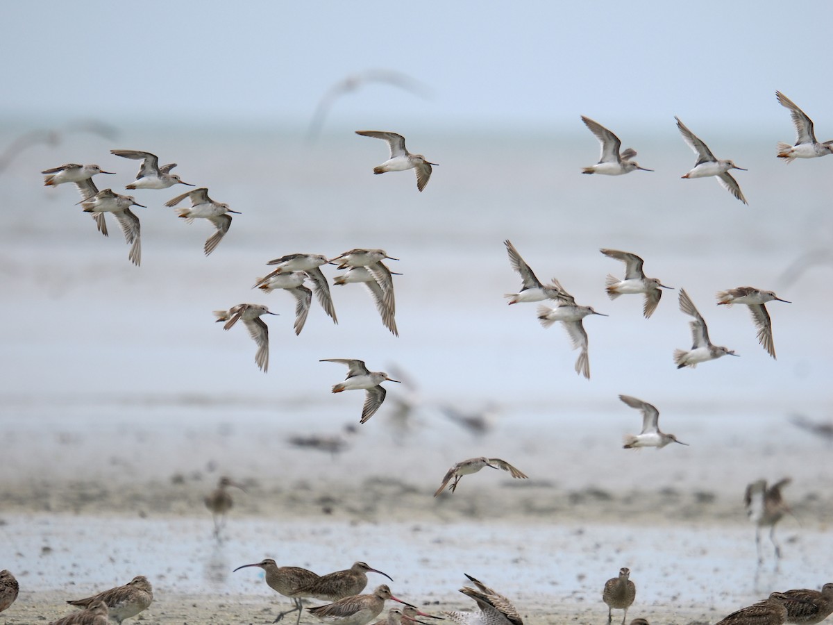 Terek Sandpiper - ML641335849