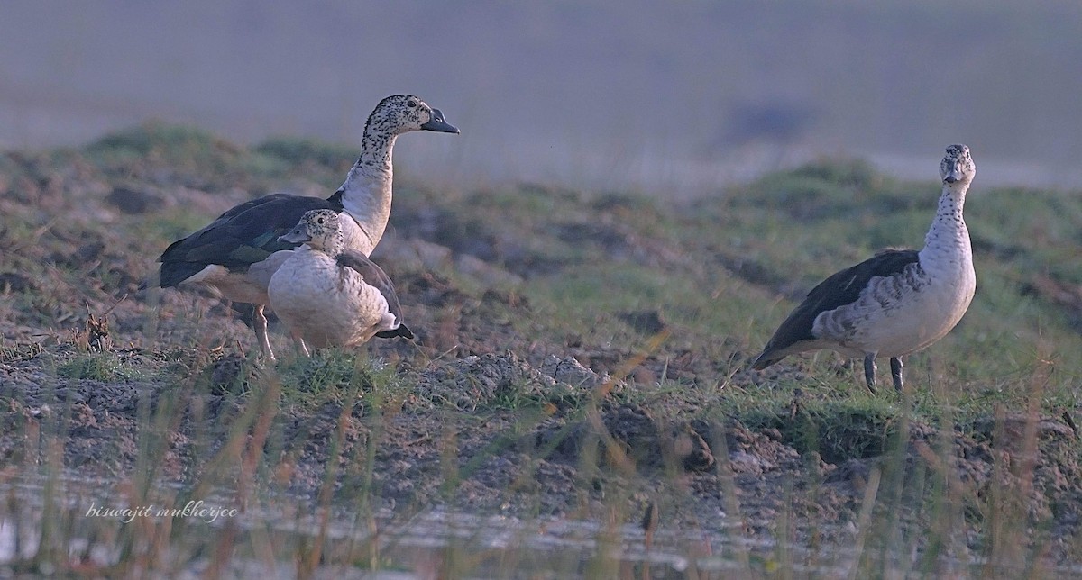 Knob-billed Duck - ML641335889