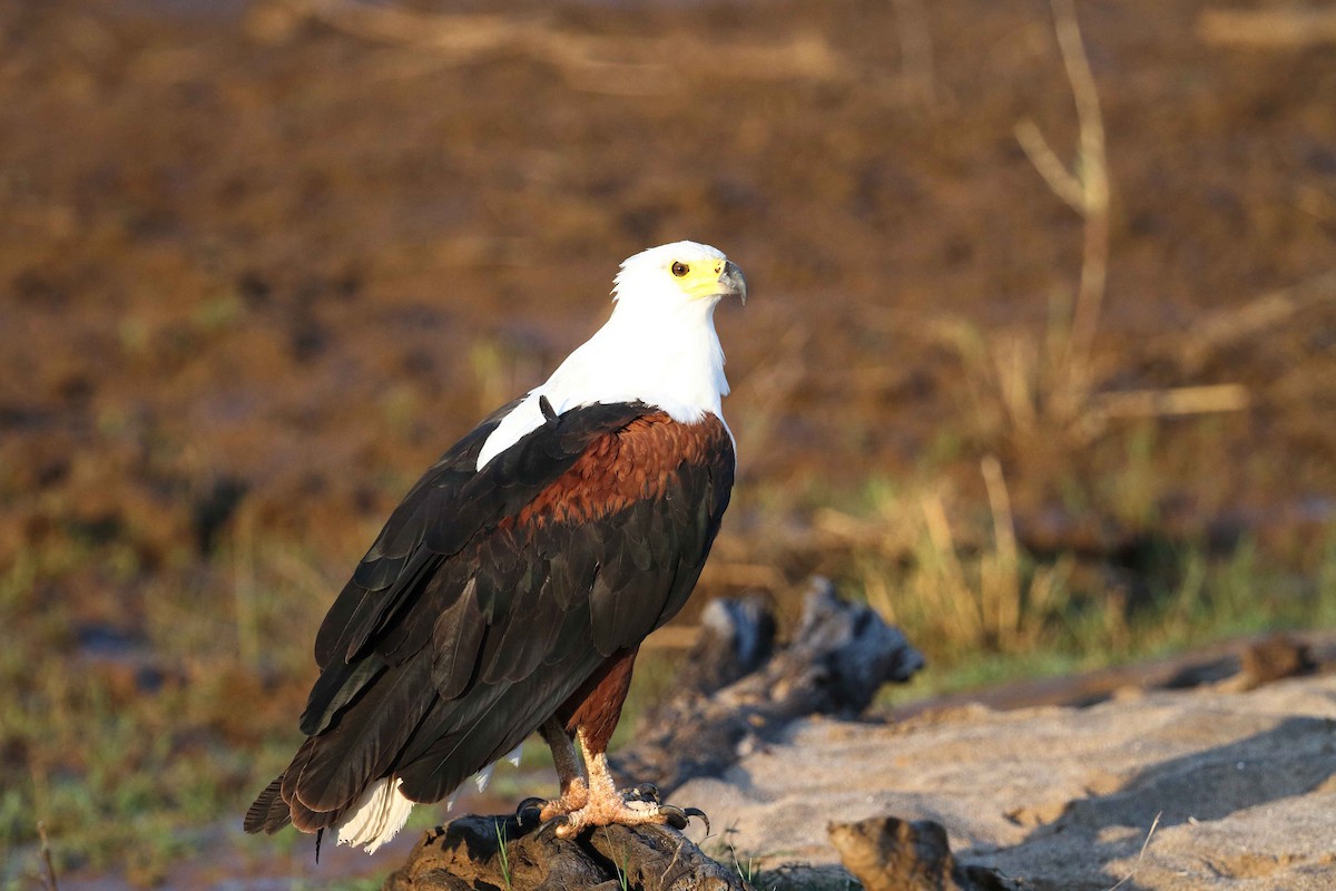 flodørn - ML641335894