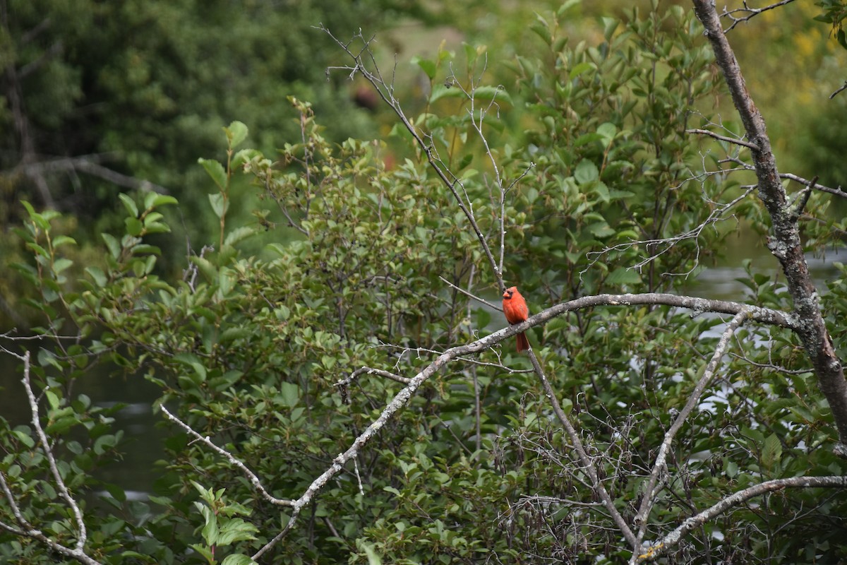 Northern Cardinal - ML641335927