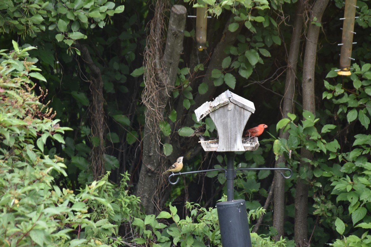 Northern Cardinal - ML641335937