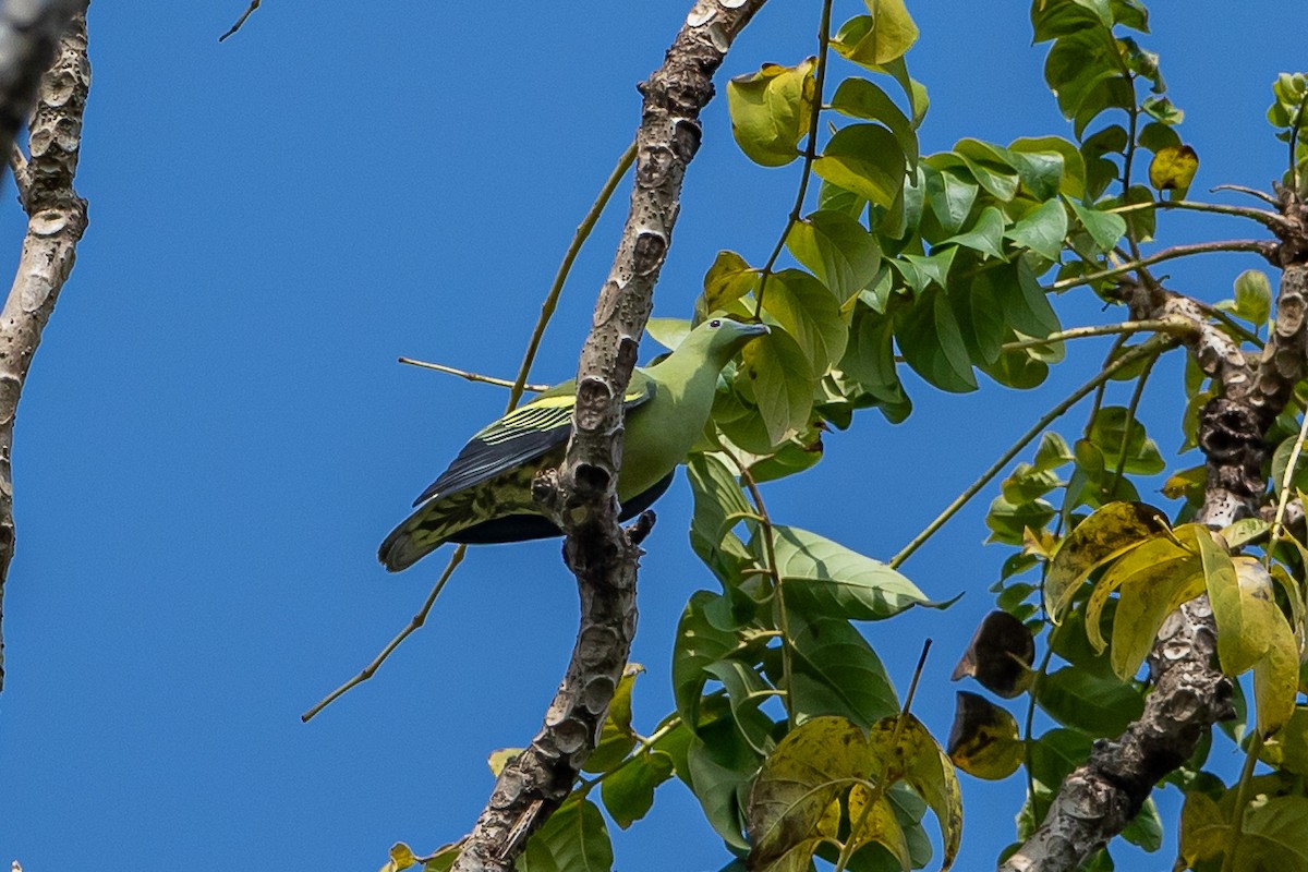 Andaman Green-Pigeon - ML641335943
