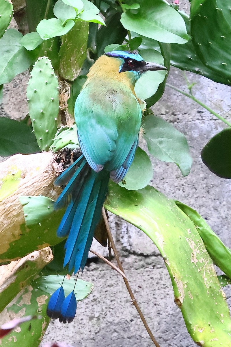 Lesson's Motmot - ML641335959