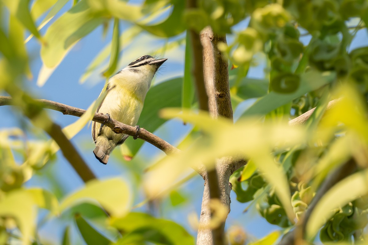 Yellow-rumped Tinkerbird - ML641335960