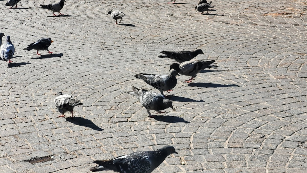 Rock Pigeon (Feral Pigeon) - ML641335963