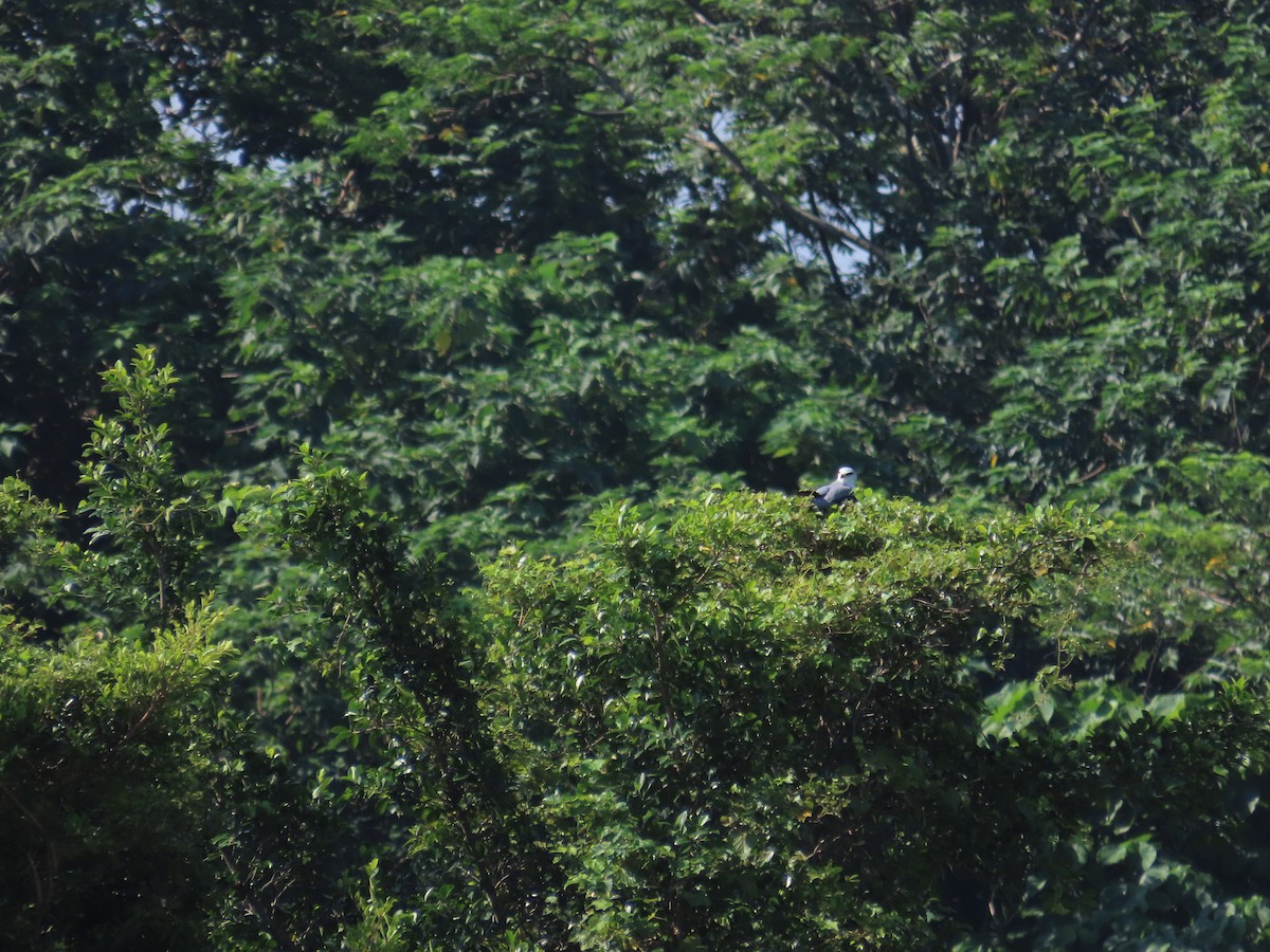Black-winged Kite - ML641335964