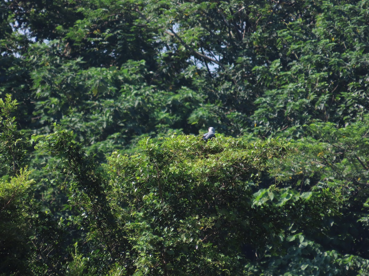 Black-winged Kite - ML641335968