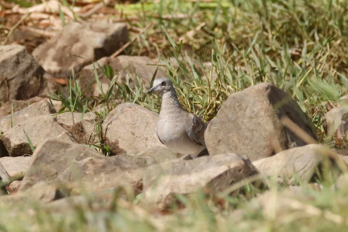 European Turtle-Dove - ML641335991